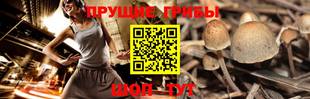 Псилоцибиновые грибы Psilocybine cubensis Волгодонск